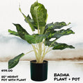 Bachia Decorative Plant