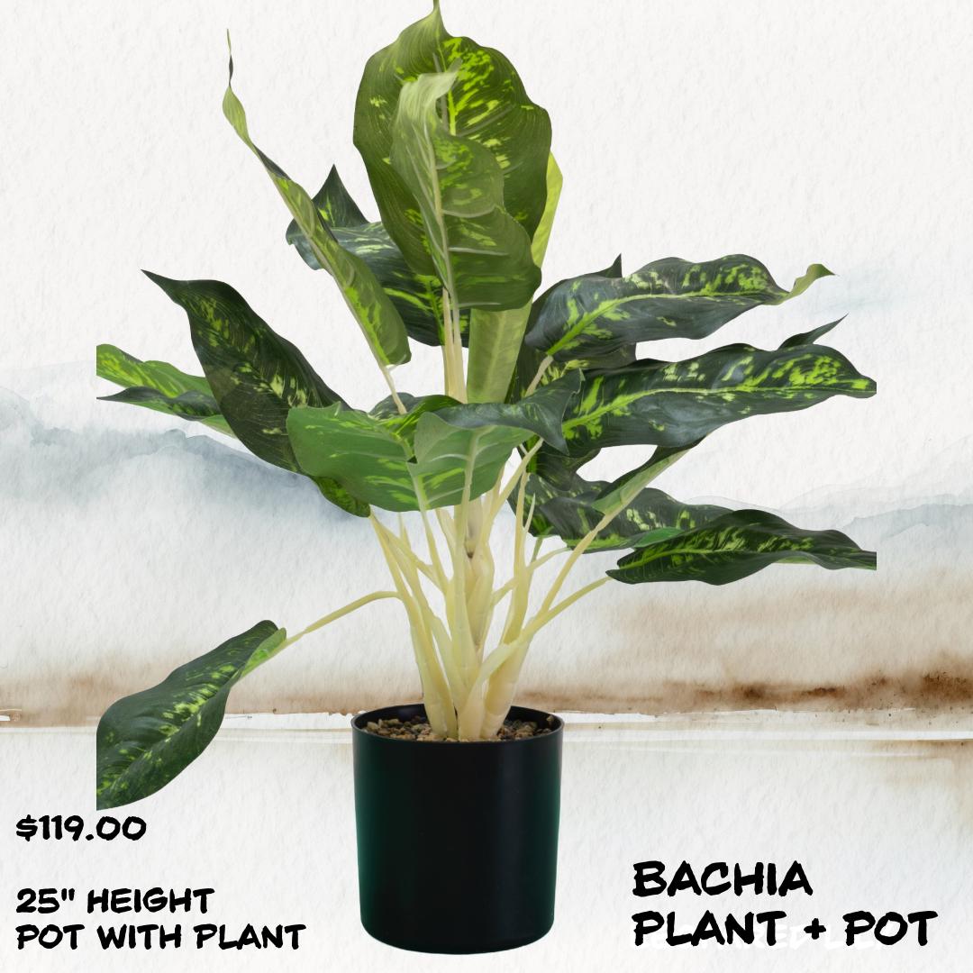 Bachia Decorative Plant