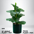 Ficus Decorative Plant