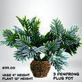 Dendrons Decorative Plant