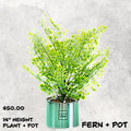 Fern Decorative Plant