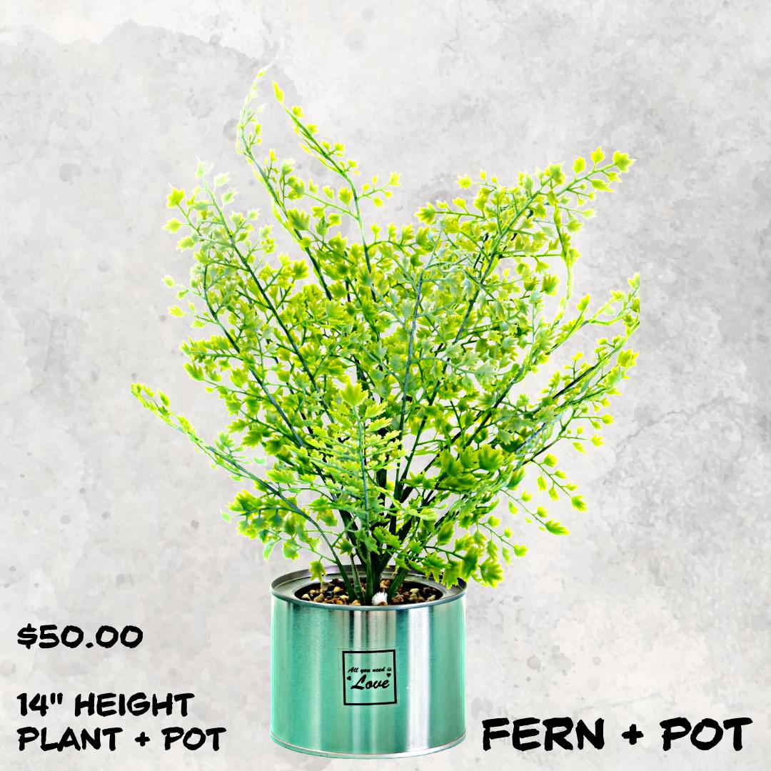 Fern Decorative Plant
