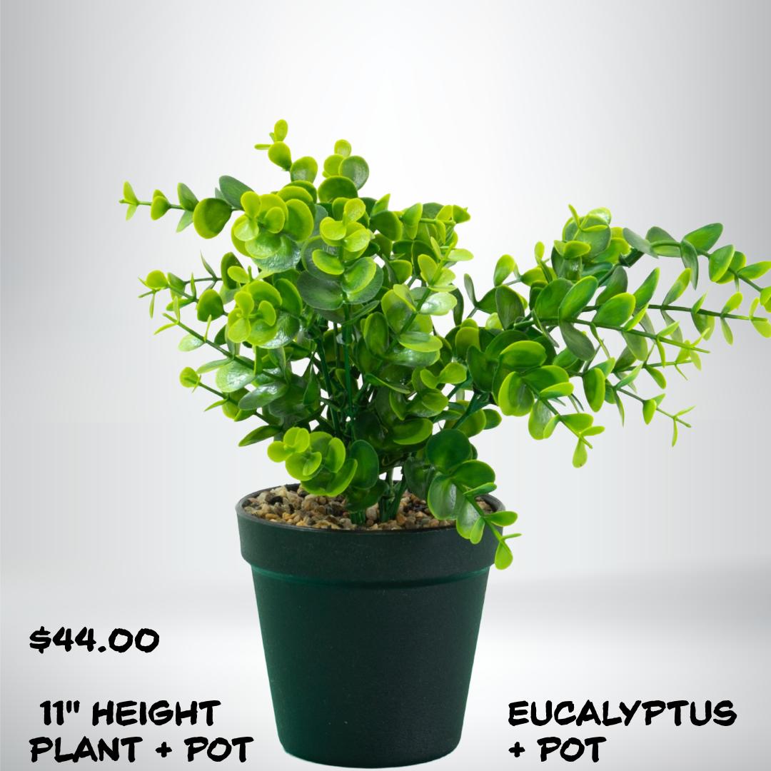Eucalyptus Decorative Plant